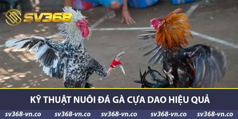 Đá Gà Cựa Dao - Văn Hóa Truyền Thống Và Kỹ Thuật Nuôi Gà 2 Kỹ thuật nuôi đá gà cựa dao hiệu quả